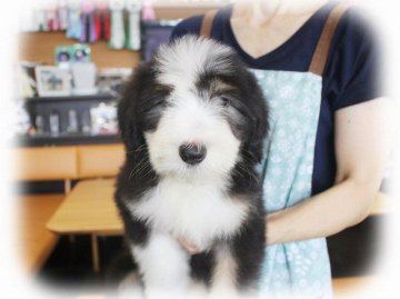 ビアデッドコリー【大阪府・女の子・2018年6月7日・ブラック&タン&ホワイト】の写真「とっても可愛いビアディーさん★」
