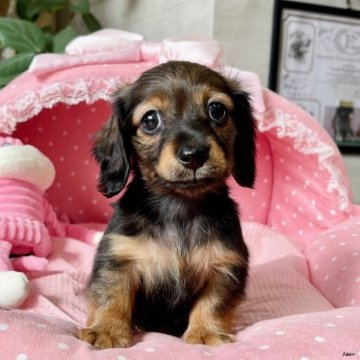 カニンヘンダックスフンド(ロング)【大阪府・男の子・2022年12月12日・シェーデッドレッド】の写真「可愛い可愛いボクちん💘」