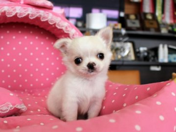 チワワ(ロング)【大阪府・男の子・2018年12月8日・クリーム】の写真「お鼻の詰まったとても可愛いボクちん★」