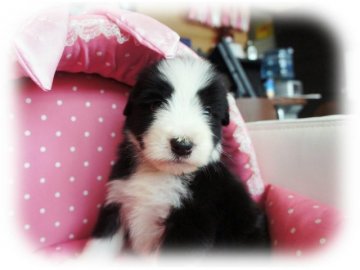 ビアデッドコリー【大阪府・女の子・2015年12月28日・ブラック&タン&ホワイト】の写真「パパ・JKCチャンピオン♪とっても可愛い女の子★」