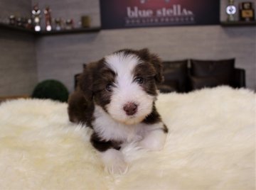 ビアデッドコリー【大阪府・男の子・2019年2月16日・ブラウン&ホワイト】の写真「まるでぬいぐるみ♪とても可愛いボクです★」