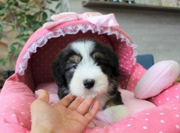 ビアデッドコリー【大阪府・男の子・2019年4月11日・ブラック&タン&ホワイト】の写真「パパチャンピオン！とっても可愛いボクです★」