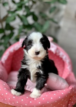 ビアデッドコリー【大阪府・男の子・2019年10月23日・ブラック&ホワイト】の写真「パパチャンピオン！とてもとても可愛いボクです★」