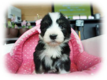 ビアデッドコリー【大阪府・女の子・2015年12月28日・ブラック&タン&ホワイト】の写真「パパ・JKCチャンピオン♪とっても可愛い女の子★」