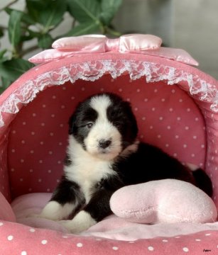 ビアデッドコリー【大阪府・女の子・2019年10月30日・ブラック&ホワイト】の写真「パパチャンピオン！ぬいぐるみみたいに可愛いビアさん」