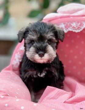 ミニチュアシュナウザー【大阪府・男の子・2020年10月12日・ソルト&ペッパー】の写真「両親共にチャンピオン！クマさんみたいに可愛いボク★」