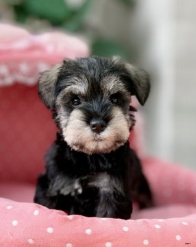 ミニチュアシュナウザー【大阪府・女の子・2020年10月12日・ソルト&ペッパー】の写真「両親共にチャンピオン！とても綺麗な美人さん★」