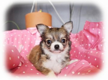 チワワ(ロング)【大阪府・女の子・2016年12月31日・フォーン&ホワイト】の写真「大きなまん丸お目目がとっても可愛いお嬢さん★」