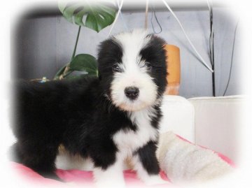 ビアデッドコリー【大阪府・男の子・2016年11月23日・ブラック&ホワイト】の写真「パパJKCチャンピオン！とても可愛いボクです★」