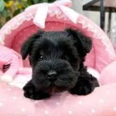 ミニチュアシュナウザー【大阪府・女の子・2023年10月5日・ブラック】の写真1