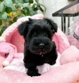 ミニチュアシュナウザー【大阪府・女の子・2023年10月5日・ブラック】の写真3