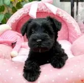 ミニチュアシュナウザー【大阪府・女の子・2023年10月5日・ブラック】の写真4