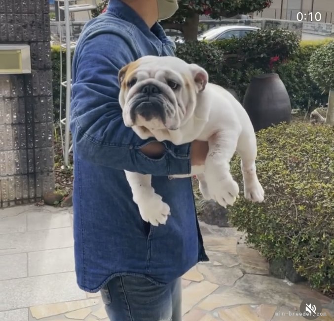 伊規須　直実(いぎす　なおみ)ブリーダー(福岡県・ブルドッグなど・JKC登録)の紹介写真5