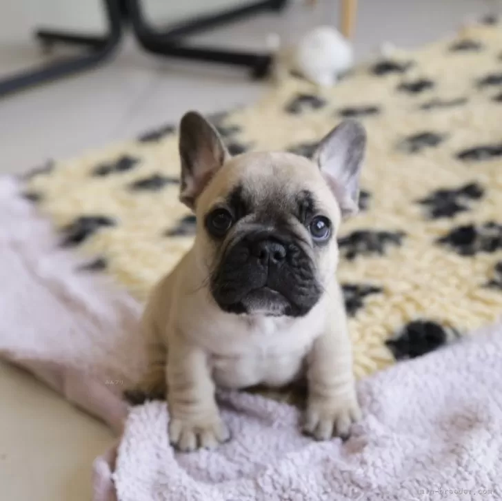 ID:2412-04365の子犬