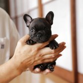 フレンチブルドッグ