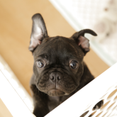 フレンチブルドッグ