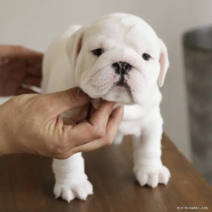 M 様のお迎えした子犬