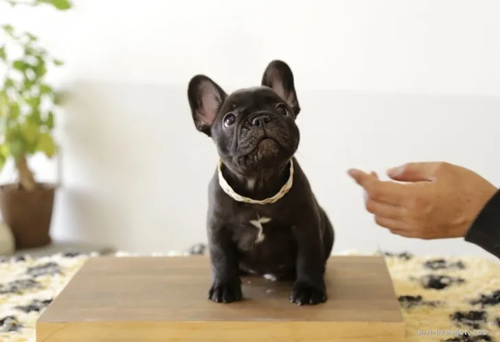 ID:1910-01656の子犬