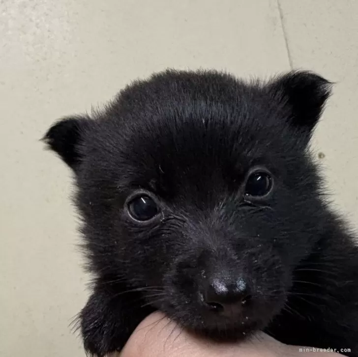 ID:2411-04852の子犬