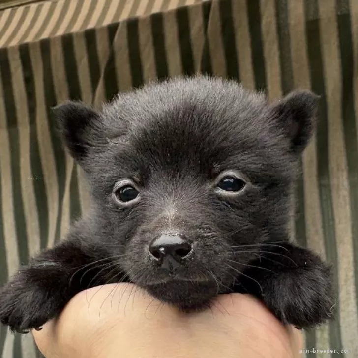 ID：2411-02747の子犬