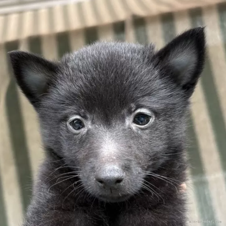 スキッパーキ【千葉県・女の子・2025年8月11日・ブラック】の写真1