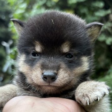 柴犬(豆柴)【千葉県・男の子・2025年9月11日・黒】の写真「イケメンくん」