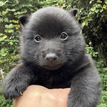 スキッパーキ【千葉県・男の子・2025年9月10日・ブラック】の写真「こぐま君」