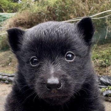 スキッパーキ【千葉県・男の子・2025年3月12日・ブラック】の写真「イケメンくん」
