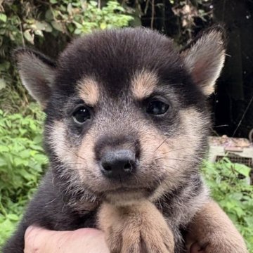 柴犬(豆柴)【千葉県・男の子・2025年8月13日・黒】の写真「明るい性格」
