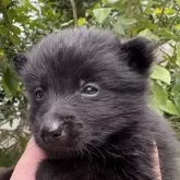 スキッパーキ【千葉県・男の子・2024年11月18日・ブラック】の写真3