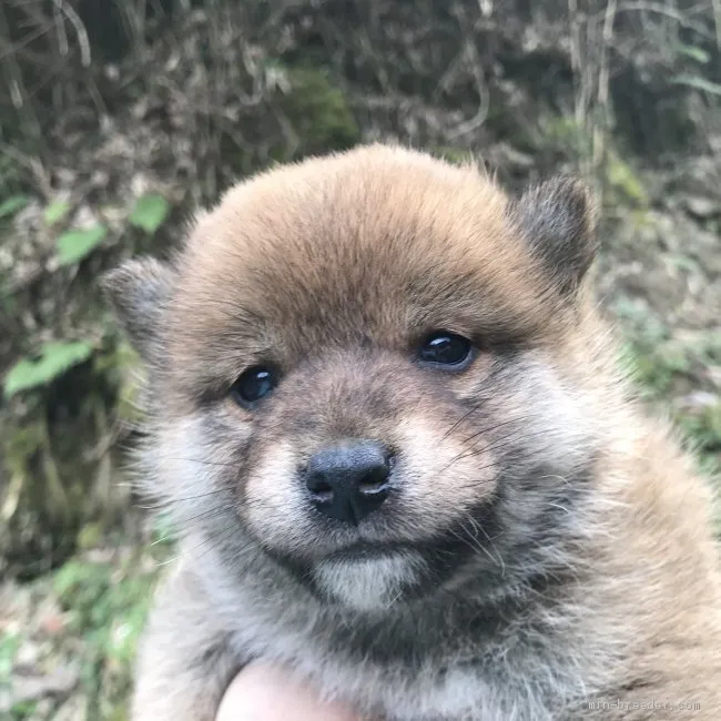 ID：2012-02770の子犬
