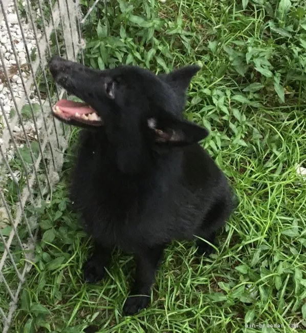 クロ 様のお迎えした子犬