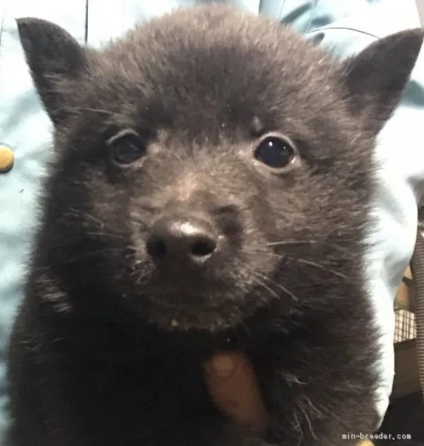 S 様のお迎えした子犬