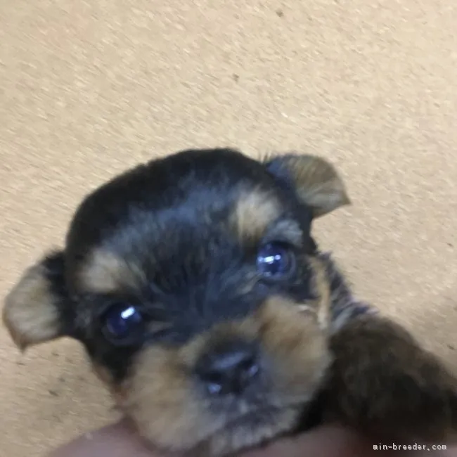 ID:1803-02277の子犬