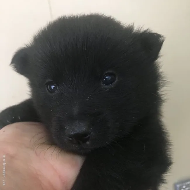 Koyata papa 様のお迎えした子犬