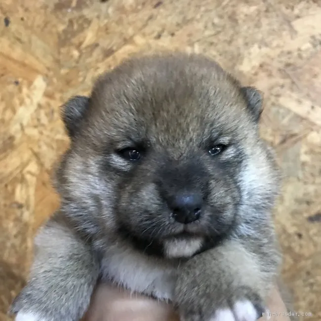 ID:2104-02532の子犬