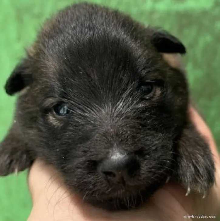 ID：2307-00730の子犬