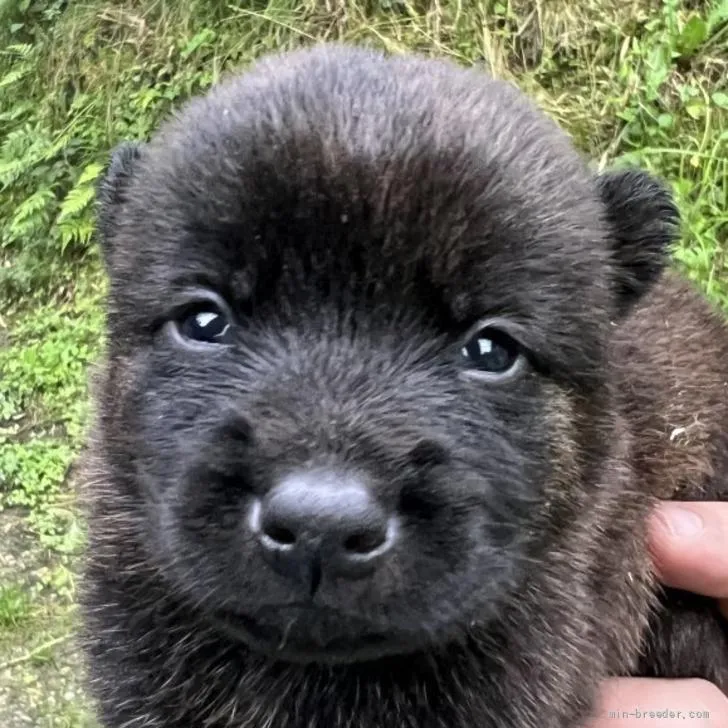 ID:2205-04208の子犬