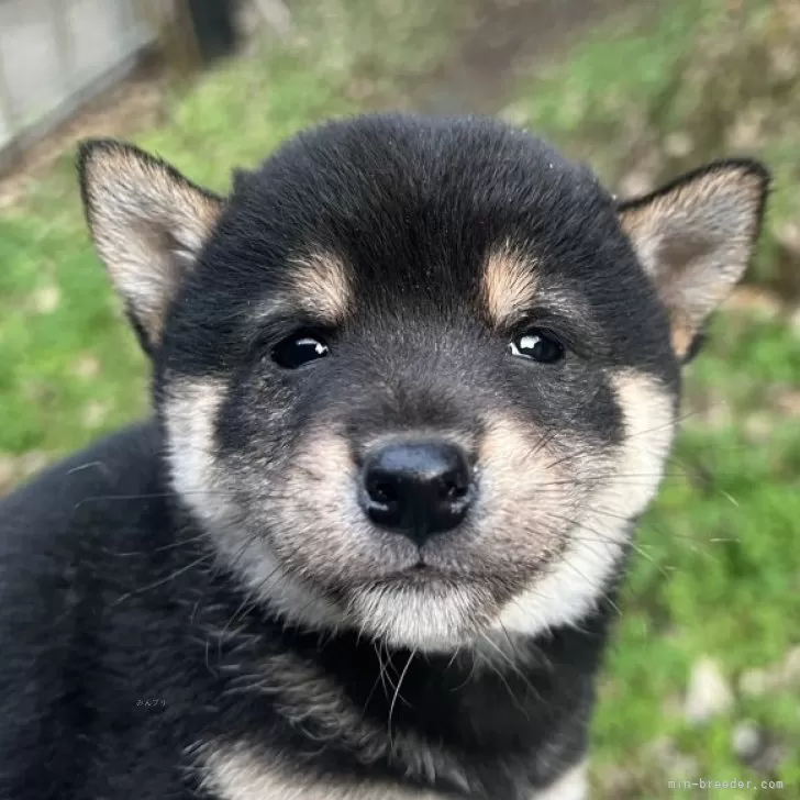 ID：2312-03055の子犬