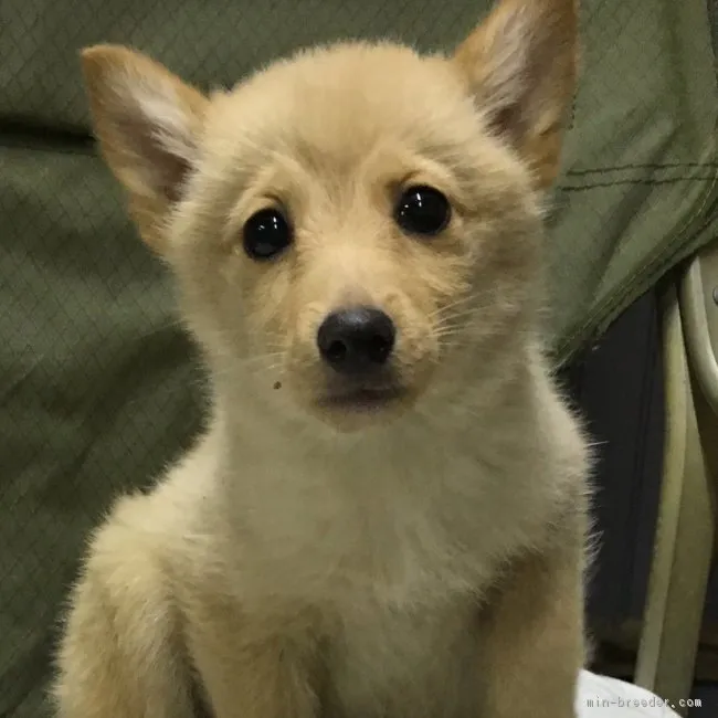 スキッパパパママ 様のお迎えした子犬