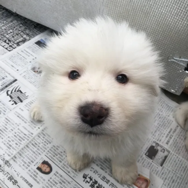 ID：1902-01784の子犬