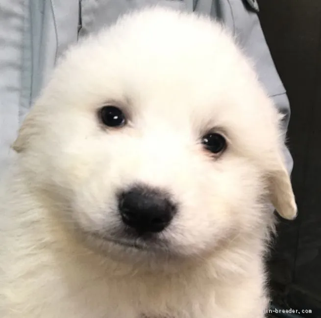 ID：2004-02018の子犬