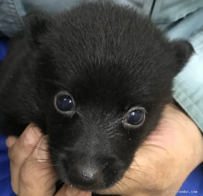 ID:2009-00064の子犬