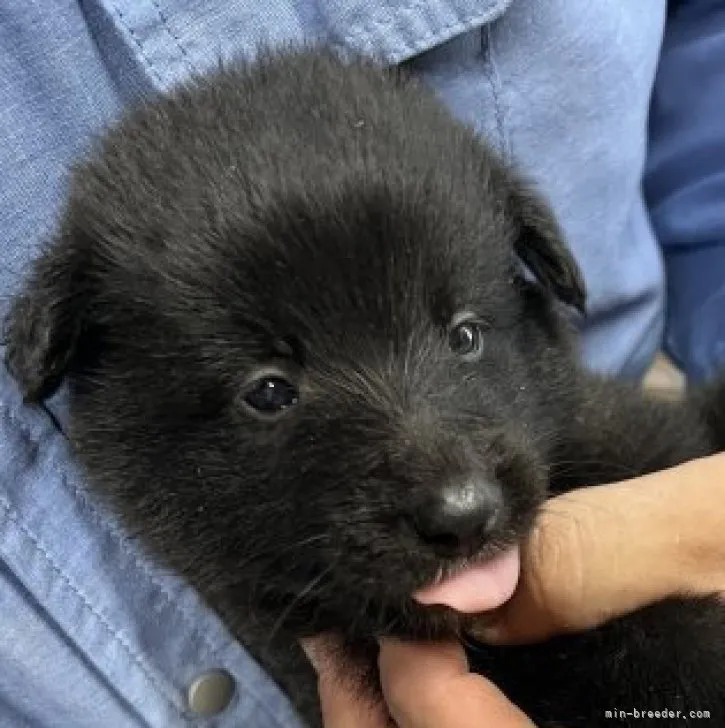 ID:2307-03338の子犬