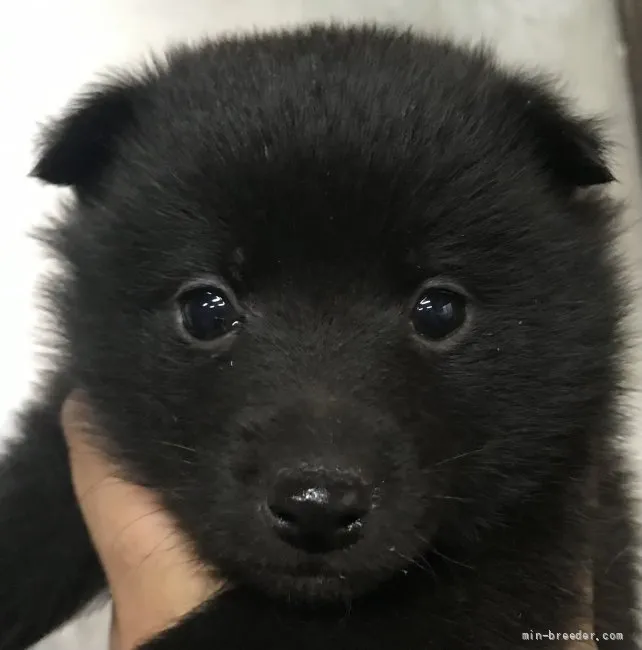 suzu 様のお迎えした子犬