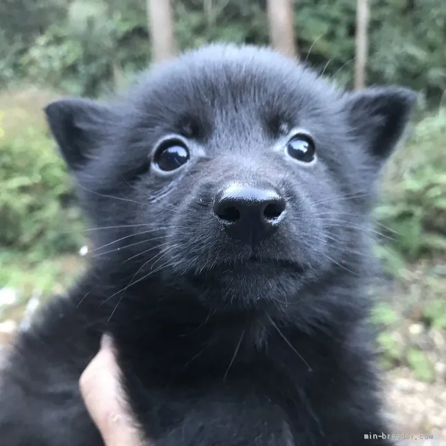 ID：2010-02833の子犬