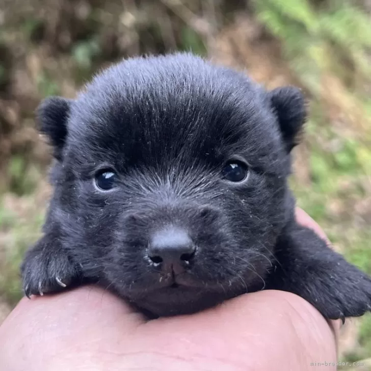 ID：2401-02089の子犬