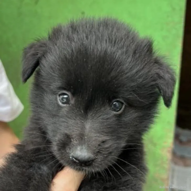 ID：2206-00356の子犬