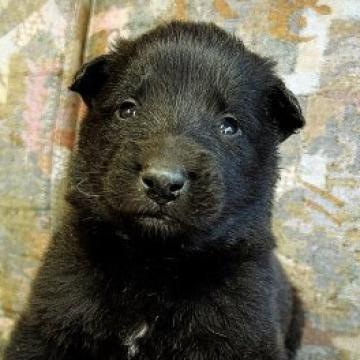 ベルジアン・シェパード・ドッグ・グローネンダール【千葉県・男の子・2022年12月2日・ブラック】の写真「両親犬海外輸入犬」