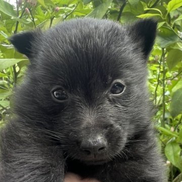 スキッパーキ【千葉県・男の子・2024年4月16日・ブラック】の写真「イケメンくん」